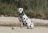 DALMATIEN 296